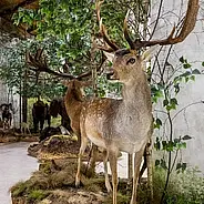 Музей охоты