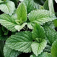 Мятная свежесть травы богов