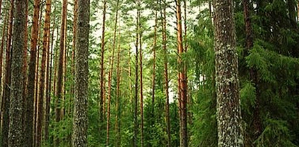 Лесотерапия, или Зачем гулять по лесу?