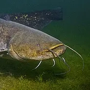 Временный запрет на вылов рыбы некоторых видов в Беларуси