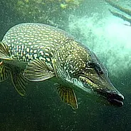 Запрет на лов щуки вводится в Витебской области с 9 марта по 25 апреля