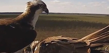 В гнезде скопы из Красного бора появилось первое яйцо