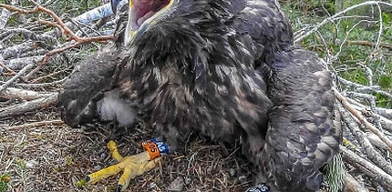 В Верхнедвинском районе будут охранять пернатых хищников