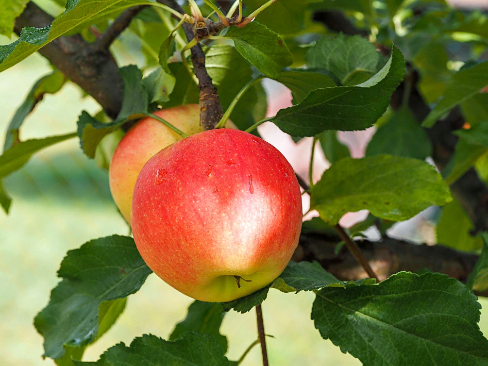 apple-2711629_1005.jpg