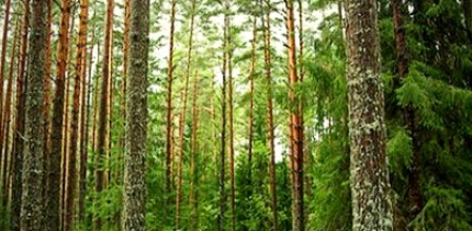 «Красный Бор»: время обновления