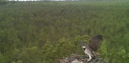 За парой скопы наблюдают в «Красном бору»